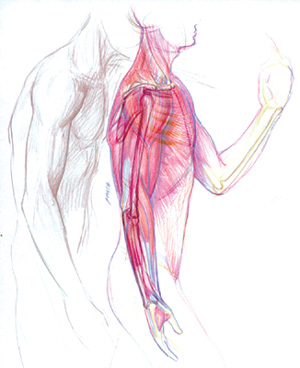 desenho de anatomia